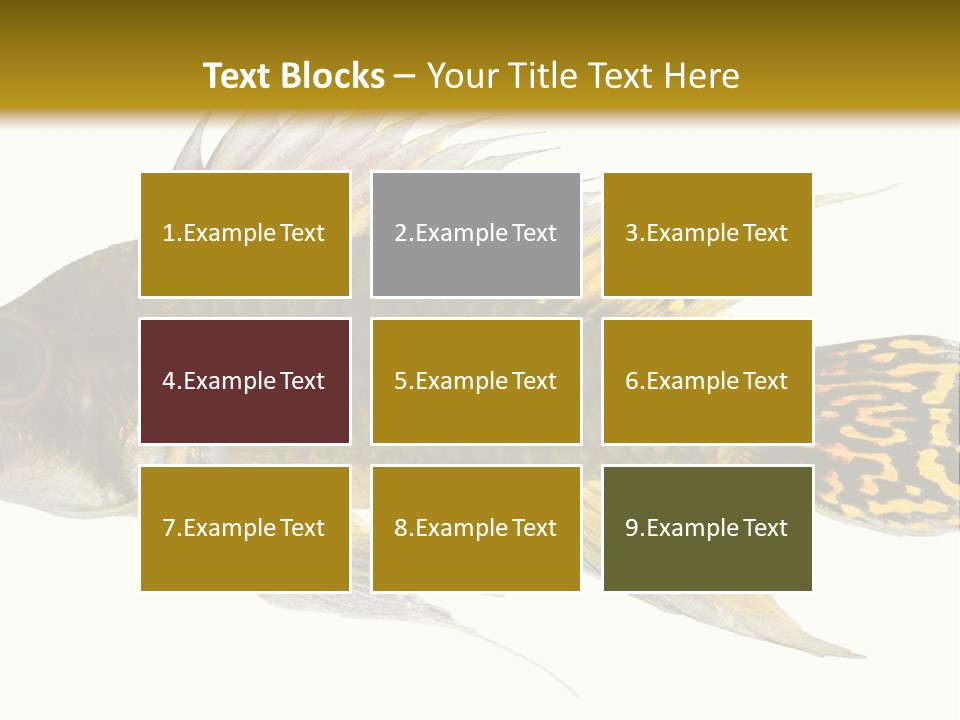 Aquarium Cockatoo Dwarf Cichlid Pet PowerPoint Template