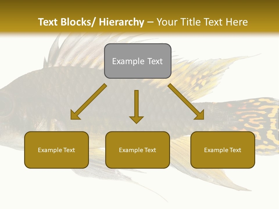 Aquarium Cockatoo Dwarf Cichlid Pet PowerPoint Template