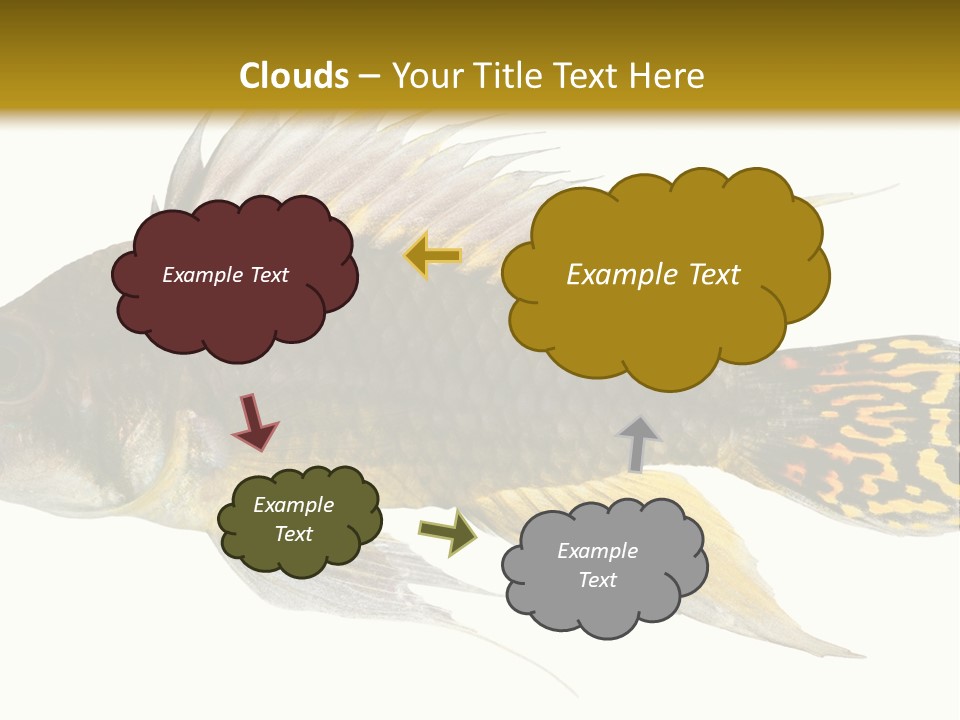 Aquarium Cockatoo Dwarf Cichlid Pet PowerPoint Template