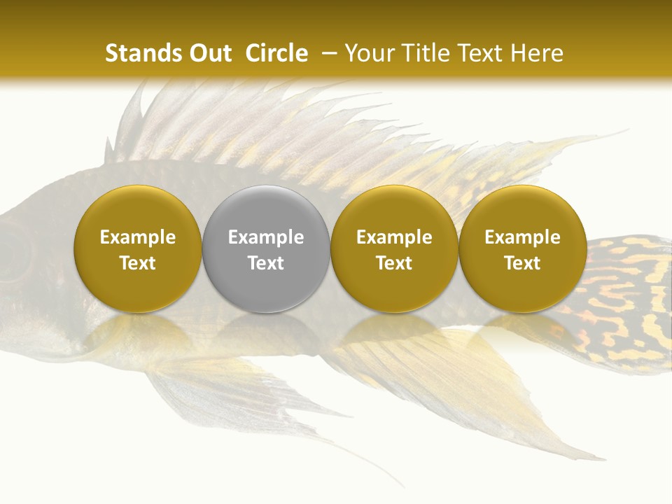Aquarium Cockatoo Dwarf Cichlid Pet PowerPoint Template