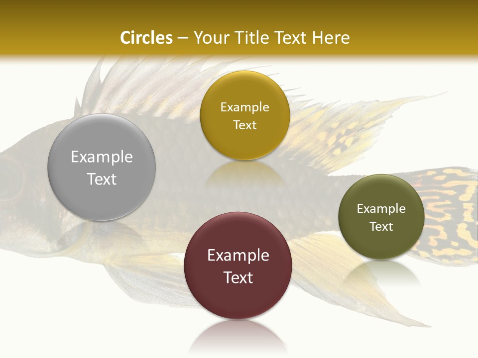 Aquarium Cockatoo Dwarf Cichlid Pet PowerPoint Template