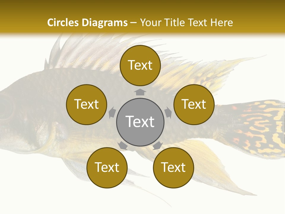 Aquarium Cockatoo Dwarf Cichlid Pet PowerPoint Template