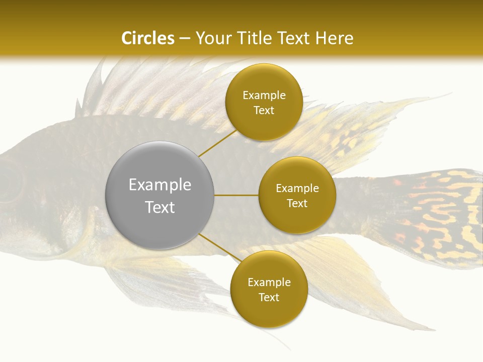 Aquarium Cockatoo Dwarf Cichlid Pet PowerPoint Template