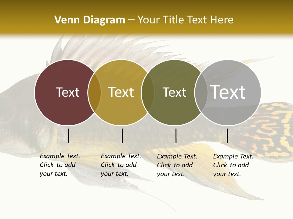 Aquarium Cockatoo Dwarf Cichlid Pet PowerPoint Template