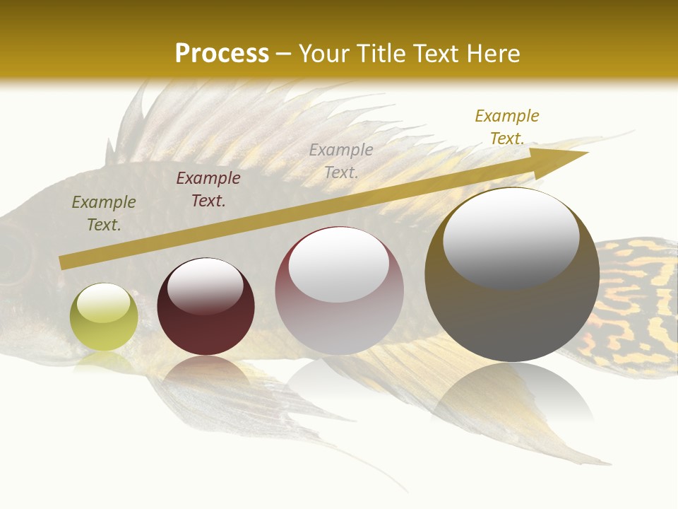 Aquarium Cockatoo Dwarf Cichlid Pet PowerPoint Template