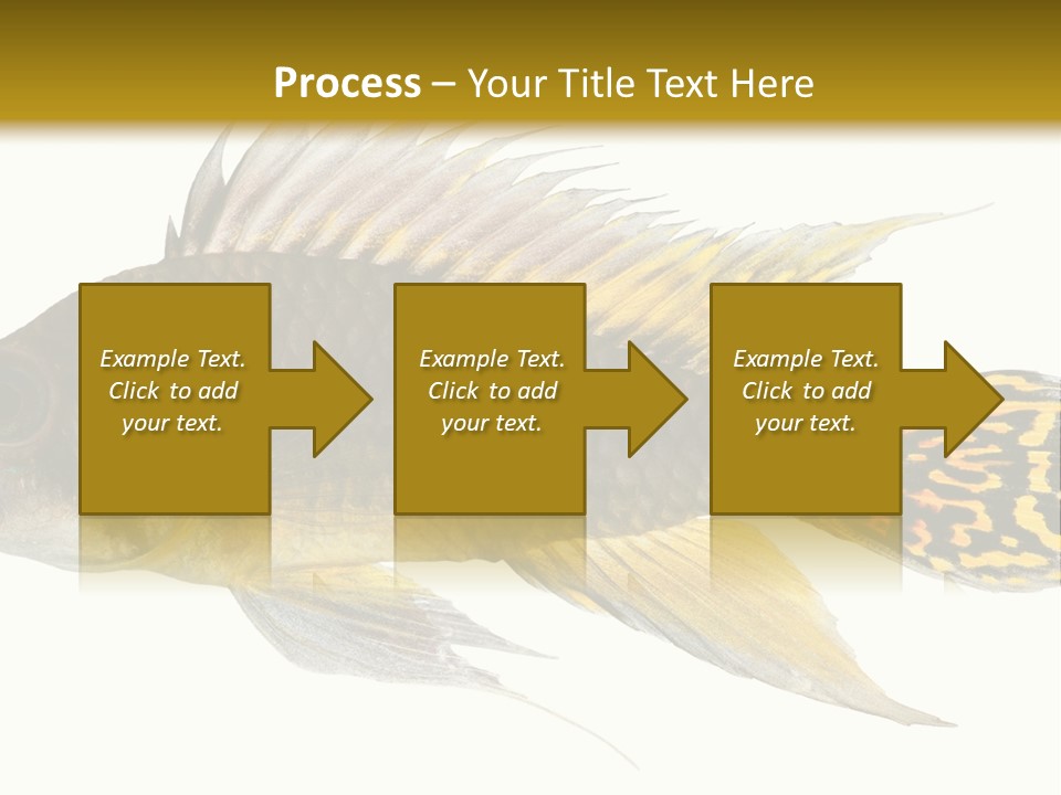 Aquarium Cockatoo Dwarf Cichlid Pet PowerPoint Template