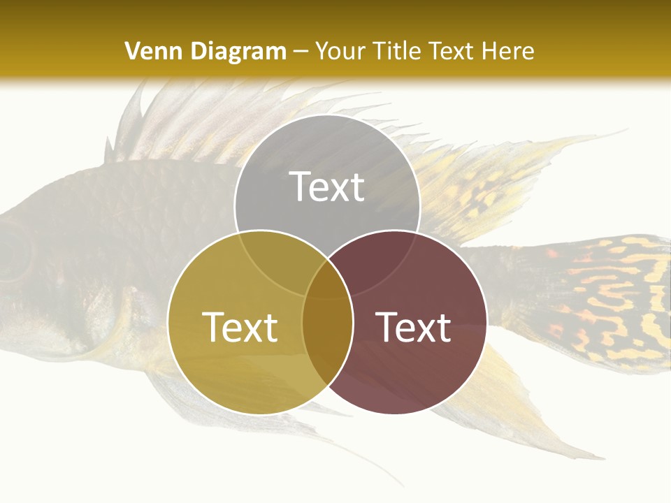Aquarium Cockatoo Dwarf Cichlid Pet PowerPoint Template