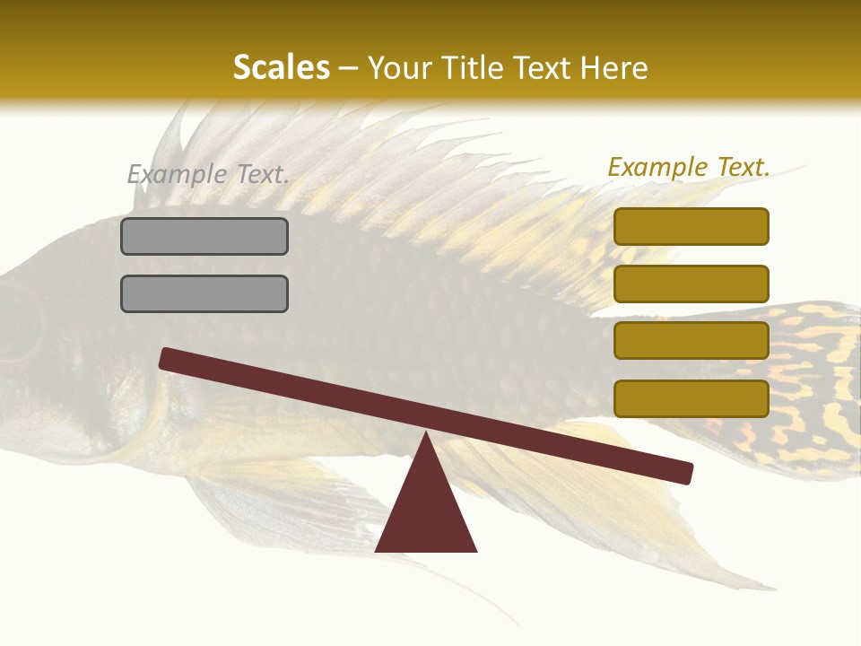 Aquarium Cockatoo Dwarf Cichlid Pet PowerPoint Template