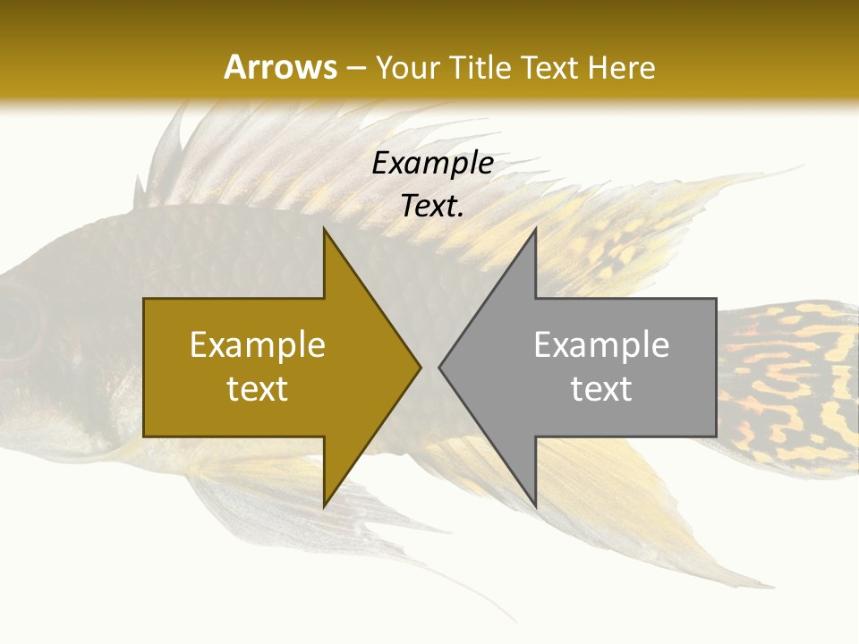 Aquarium Cockatoo Dwarf Cichlid Pet PowerPoint Template