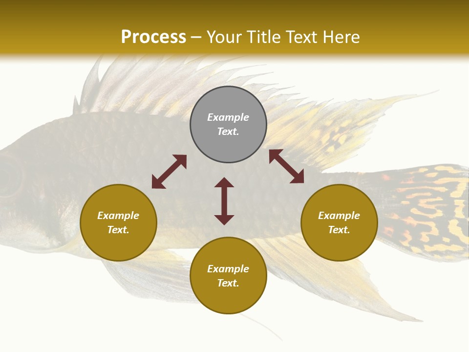 Aquarium Cockatoo Dwarf Cichlid Pet PowerPoint Template