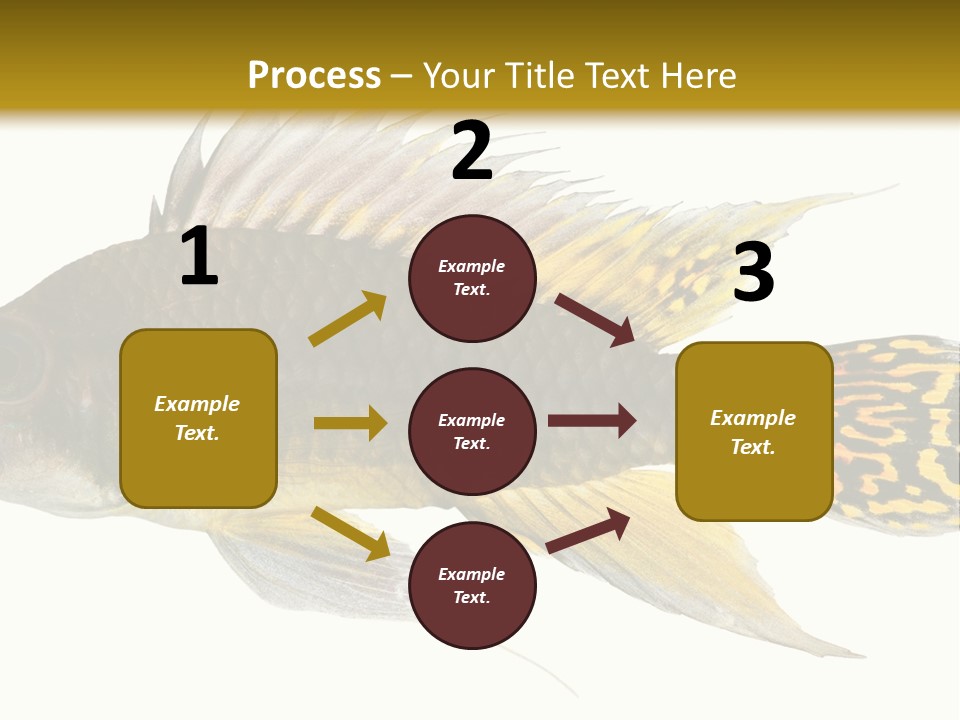 Aquarium Cockatoo Dwarf Cichlid Pet PowerPoint Template