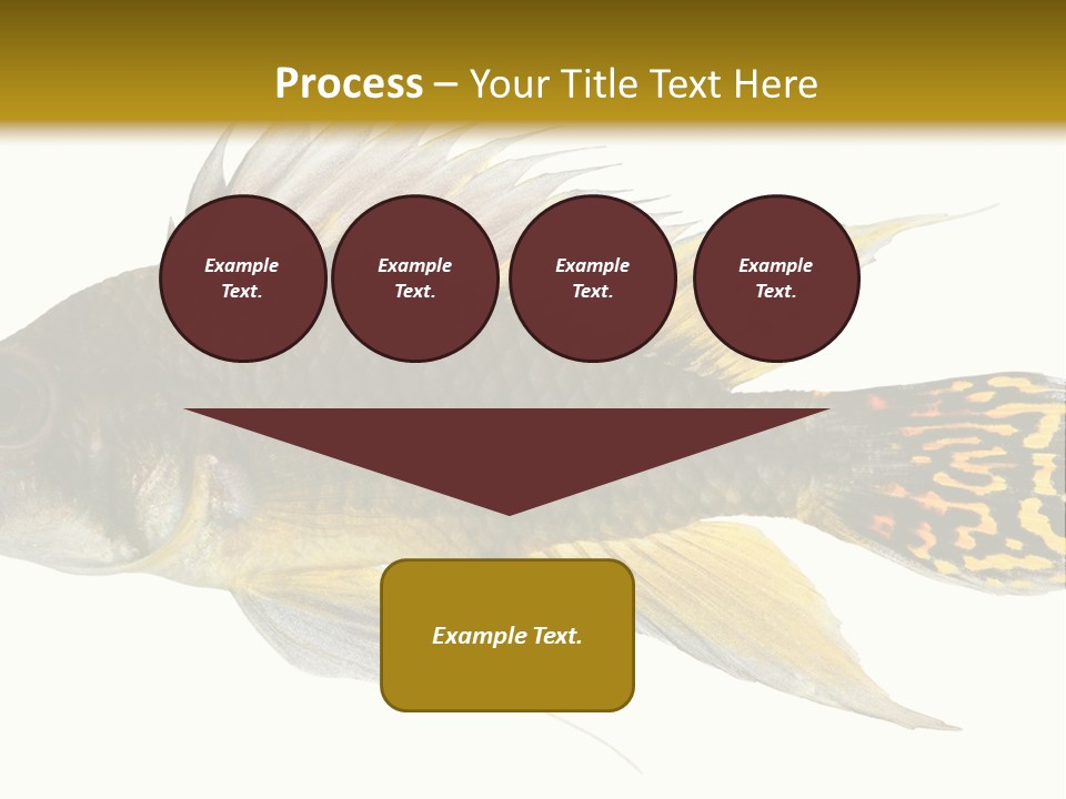 Aquarium Cockatoo Dwarf Cichlid Pet PowerPoint Template