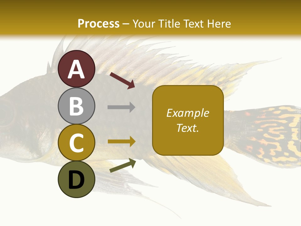 Aquarium Cockatoo Dwarf Cichlid Pet PowerPoint Template