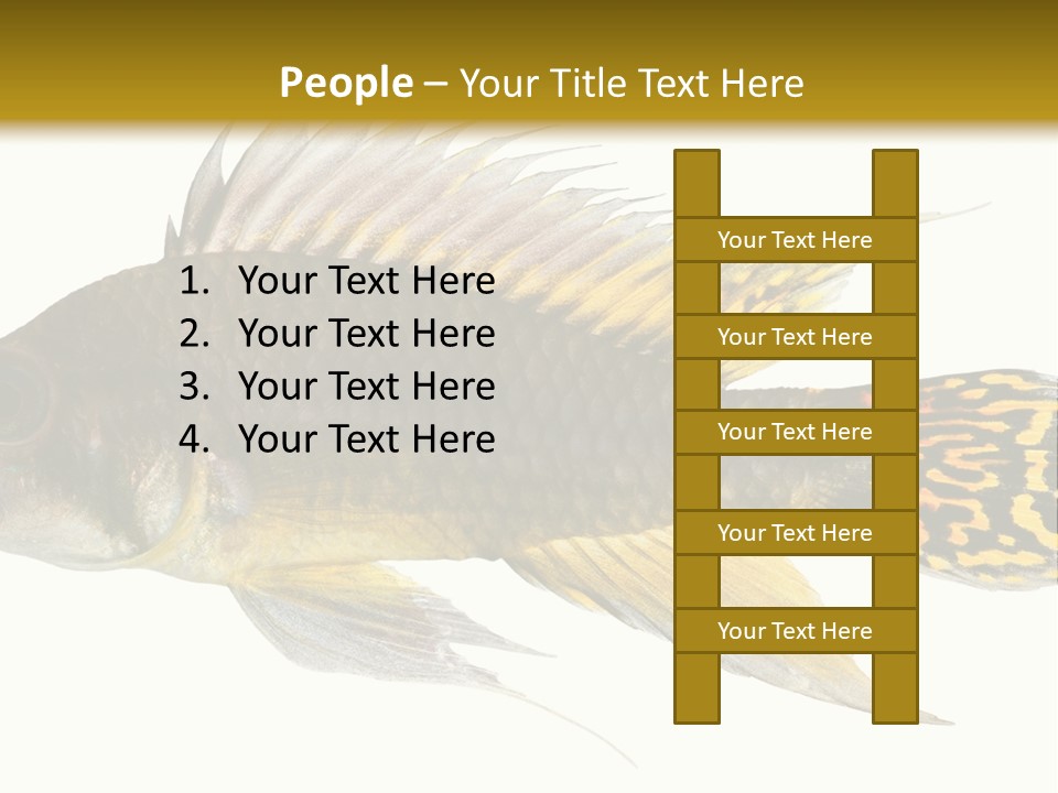 Aquarium Cockatoo Dwarf Cichlid Pet PowerPoint Template