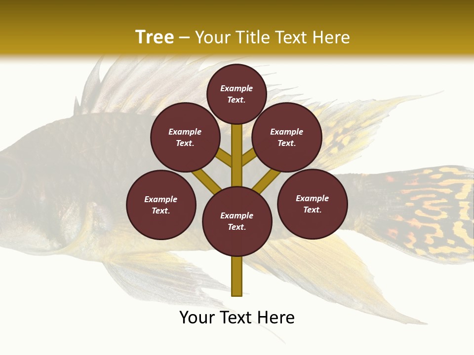 Aquarium Cockatoo Dwarf Cichlid Pet PowerPoint Template