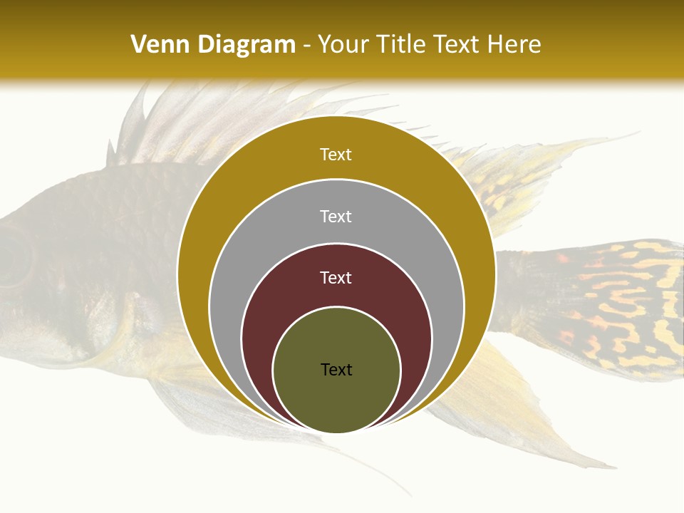 Aquarium Cockatoo Dwarf Cichlid Pet PowerPoint Template