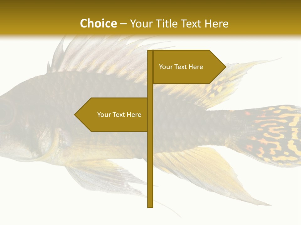 Aquarium Cockatoo Dwarf Cichlid Pet PowerPoint Template