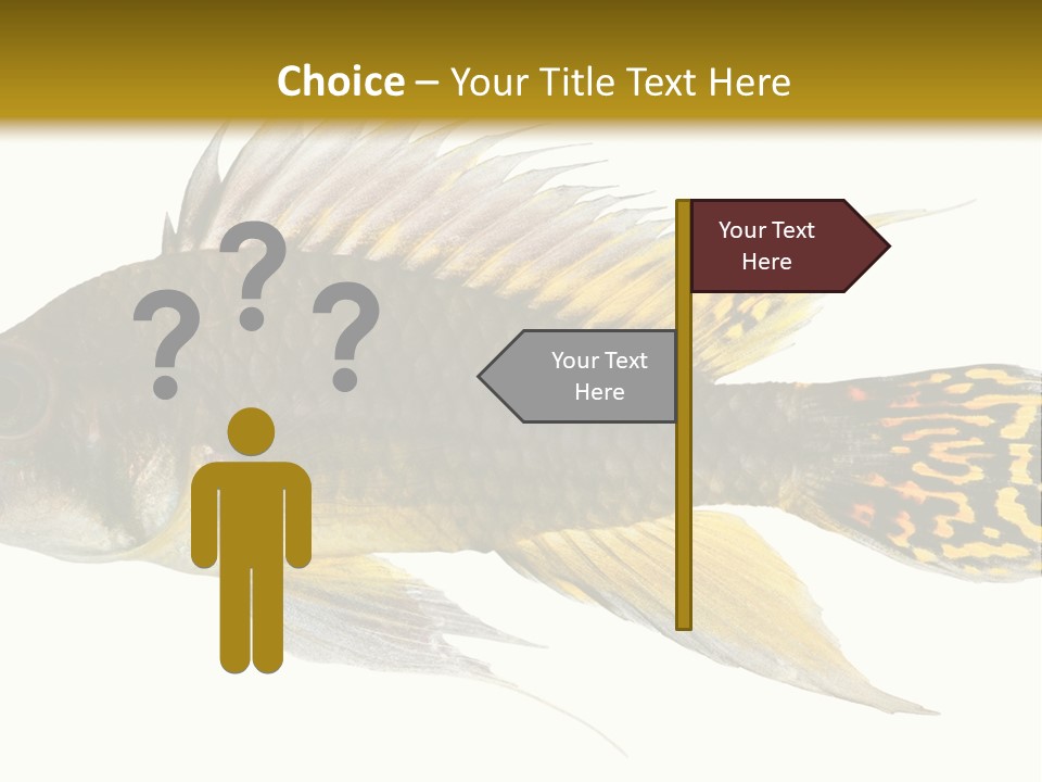 Aquarium Cockatoo Dwarf Cichlid Pet PowerPoint Template