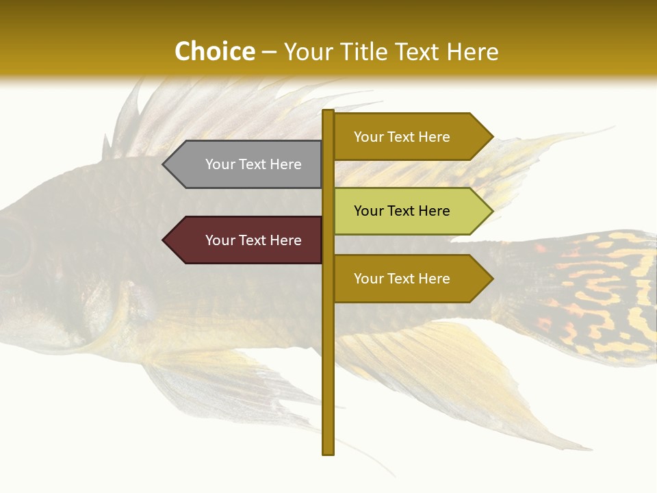 Aquarium Cockatoo Dwarf Cichlid Pet PowerPoint Template