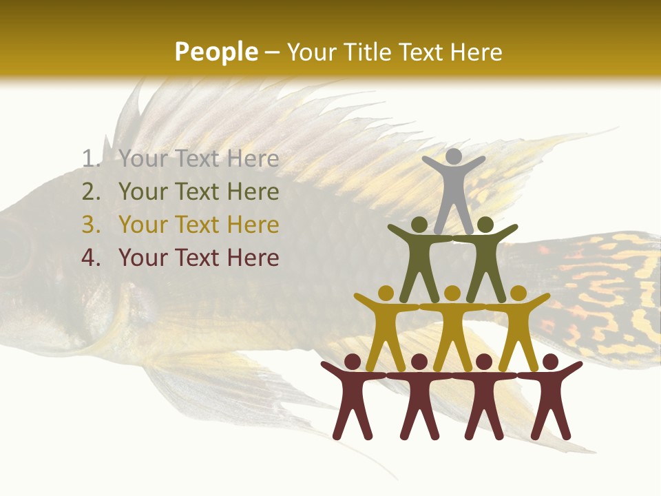 Aquarium Cockatoo Dwarf Cichlid Pet PowerPoint Template