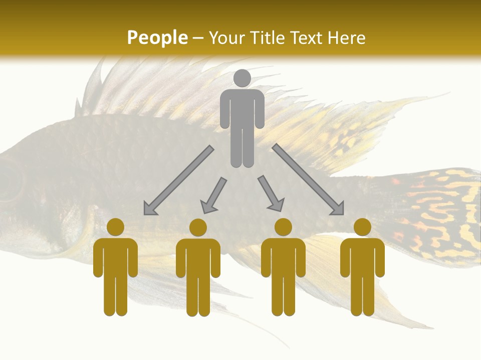 Aquarium Cockatoo Dwarf Cichlid Pet PowerPoint Template