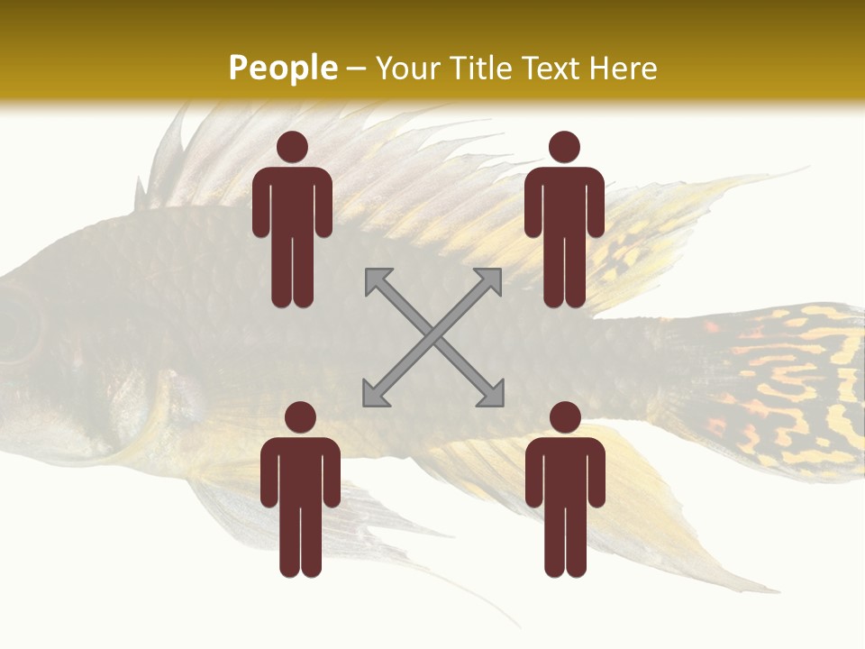 Aquarium Cockatoo Dwarf Cichlid Pet PowerPoint Template