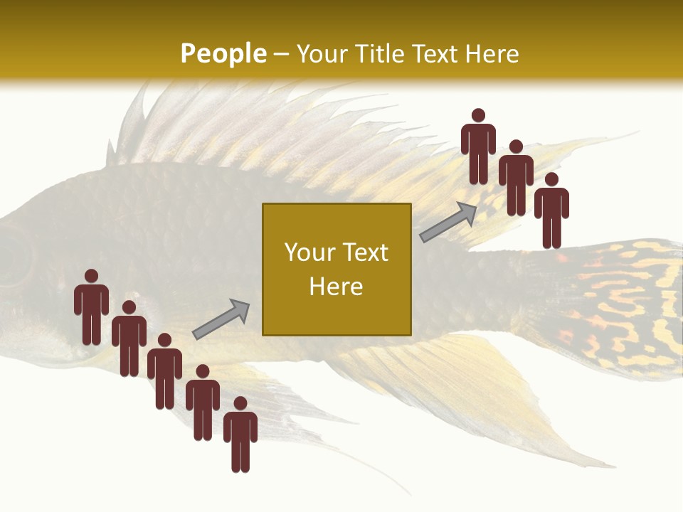 Aquarium Cockatoo Dwarf Cichlid Pet PowerPoint Template
