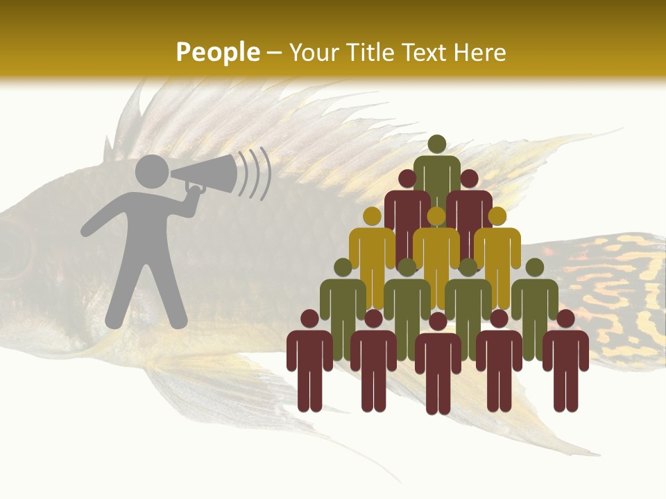 Aquarium Cockatoo Dwarf Cichlid Pet PowerPoint Template