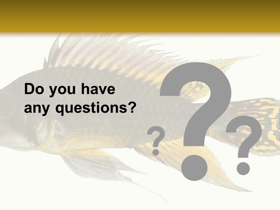 Aquarium Cockatoo Dwarf Cichlid Pet PowerPoint Template