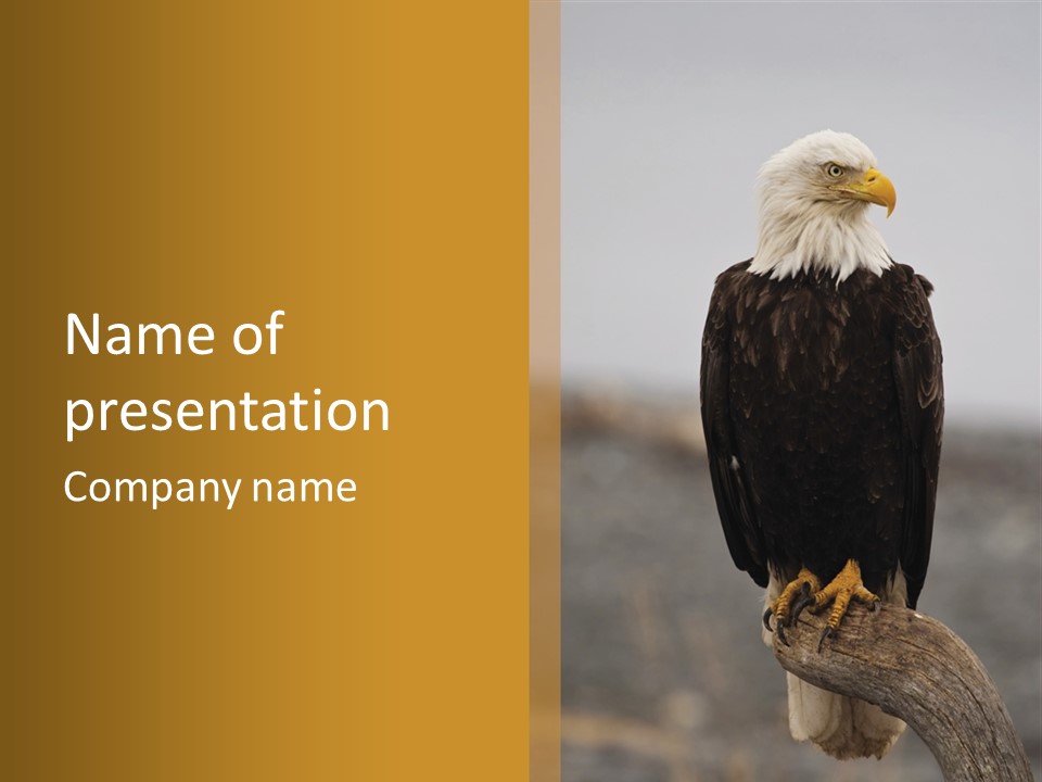 Eagle Freedom Wildlife PowerPoint Template