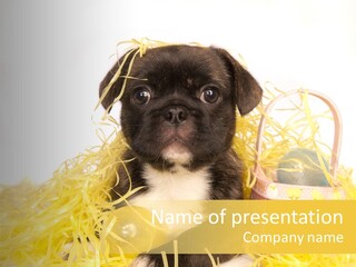 Puppy Expression Brown PowerPoint Template