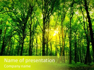 Trunk Environment Scenery PowerPoint Template