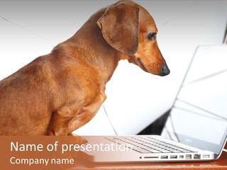 Screen Race Surfing PowerPoint Template