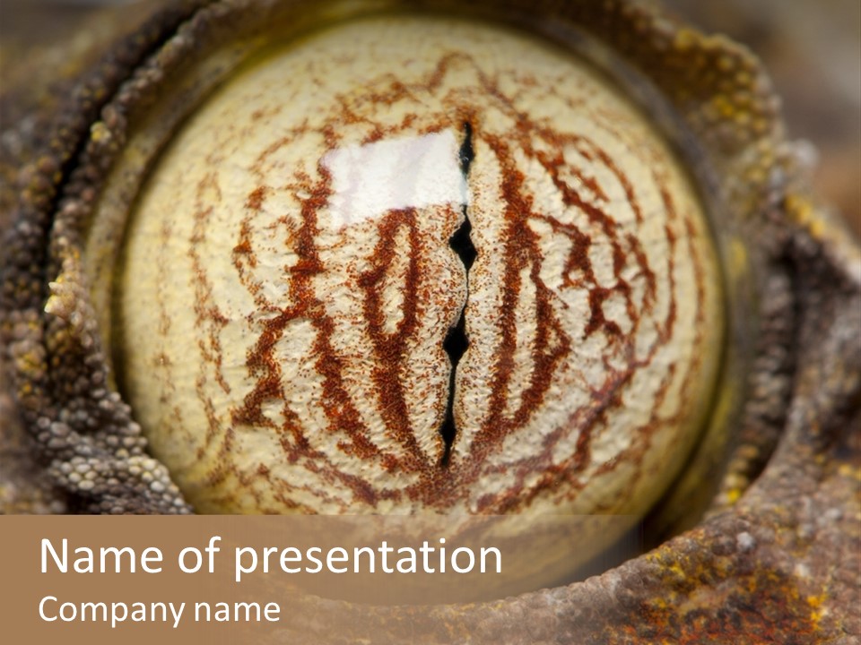 Lizard Gecko Closeup PowerPoint Template