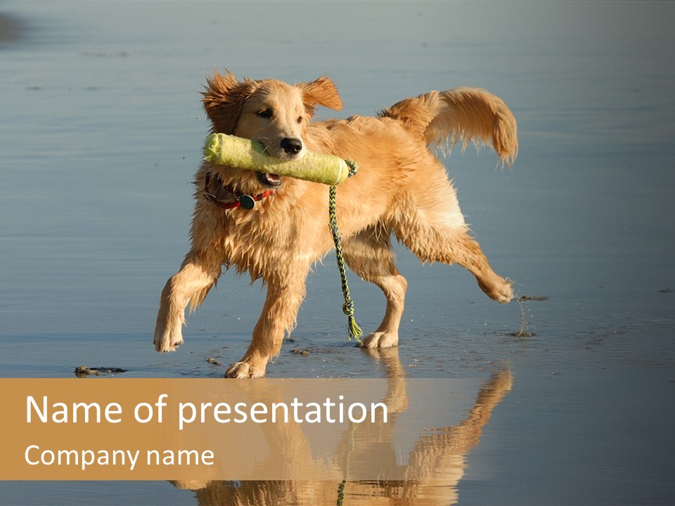 Canine Dogs Golden PowerPoint Template