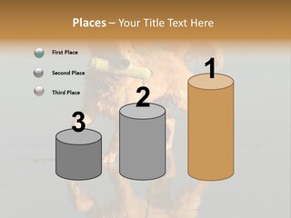 Canine Dogs Golden PowerPoint Template