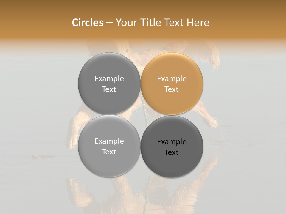 Canine Dogs Golden PowerPoint Template