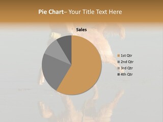 Canine Dogs Golden PowerPoint Template