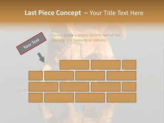Canine Dogs Golden PowerPoint Template