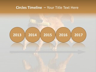 Canine Dogs Golden PowerPoint Template