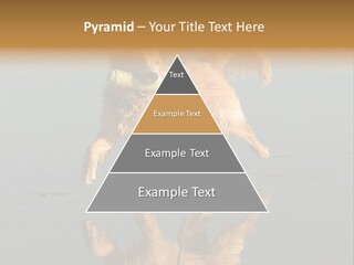 Canine Dogs Golden PowerPoint Template