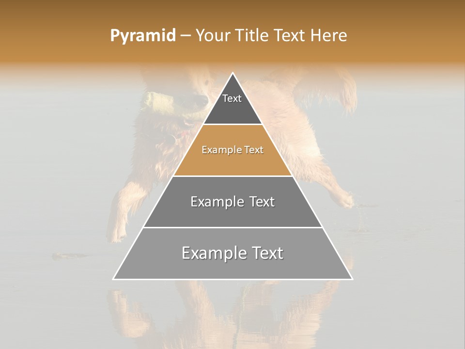Canine Dogs Golden PowerPoint Template