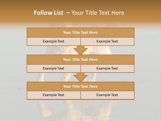 Canine Dogs Golden PowerPoint Template
