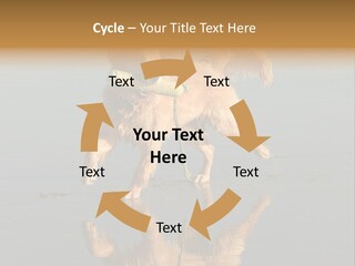 Canine Dogs Golden PowerPoint Template