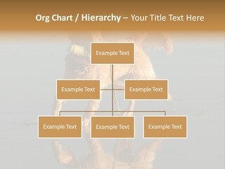 Canine Dogs Golden PowerPoint Template