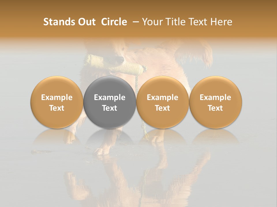 Canine Dogs Golden PowerPoint Template