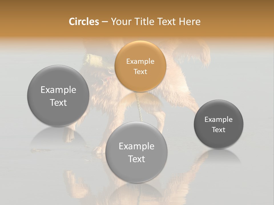 Canine Dogs Golden PowerPoint Template