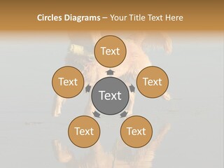 Canine Dogs Golden PowerPoint Template