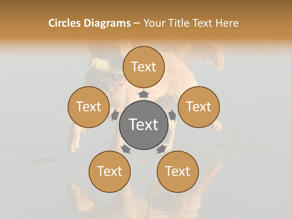 Canine Dogs Golden PowerPoint Template