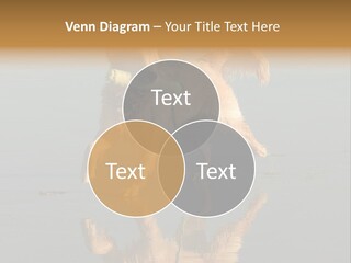 Canine Dogs Golden PowerPoint Template